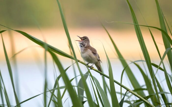 AI app in Finland lets birdwatchers become citizen scientists