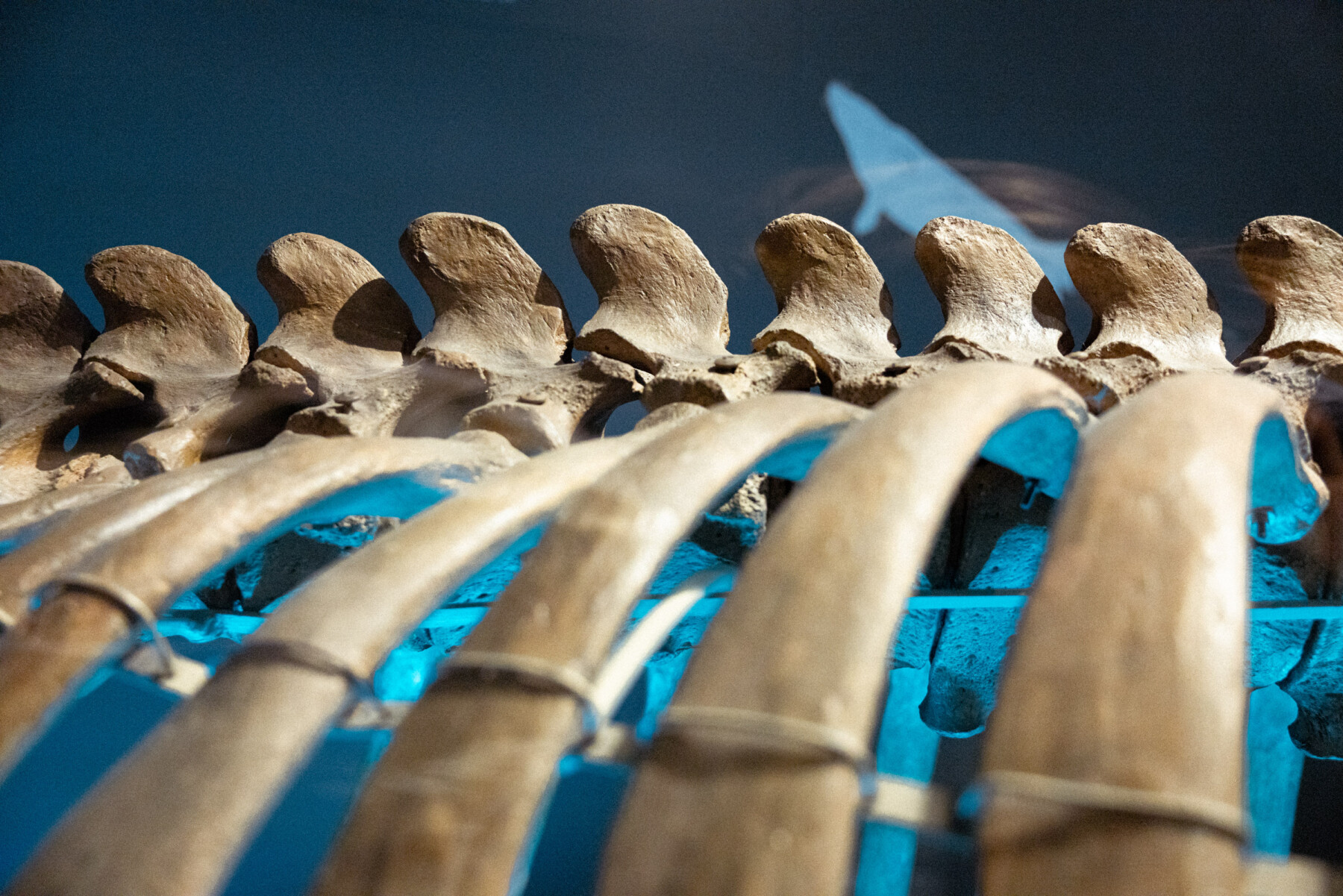 The curved ribs and vertebrae of a Steller’s sea cow skeleton are illuminated in a museum display with blue-toned lighting.