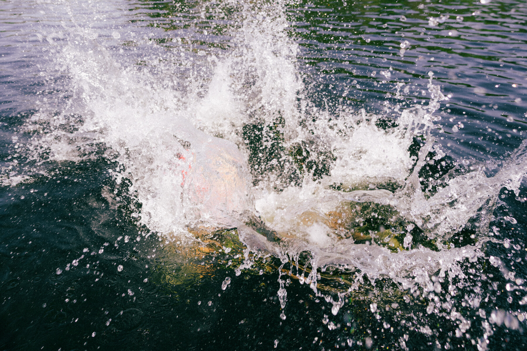 Water splashes from a person plunging into a river.
