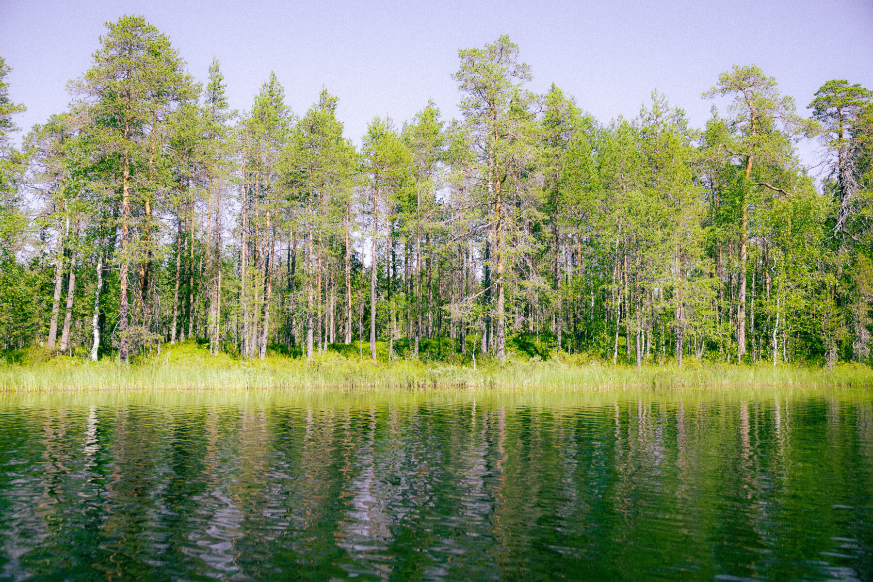 Trees line the edge of a calm river in northern Finland, their reflections shimmering in the still water beneath a pale summer sky.