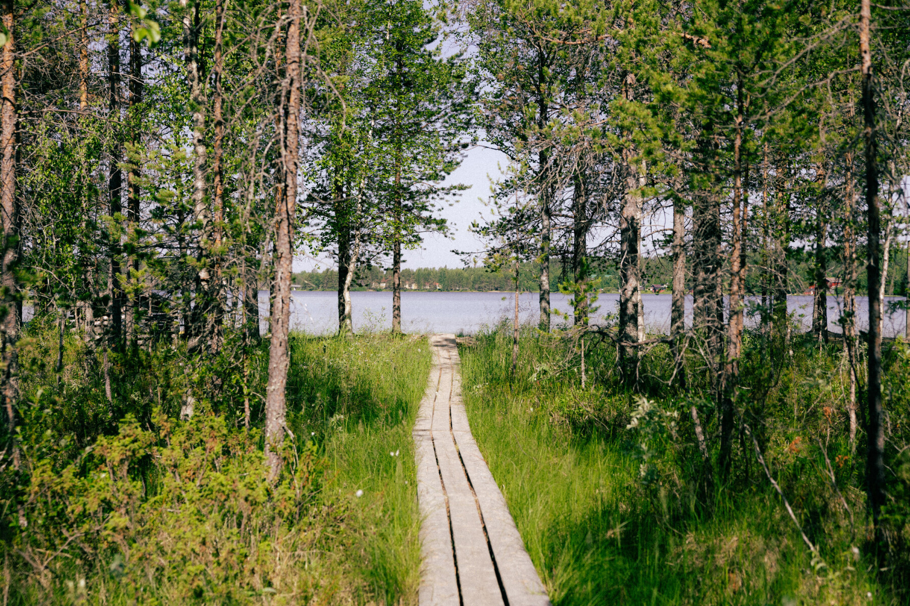 Wooden duckboards form a narrow path through the forest towards a calm lake in northern Finland.