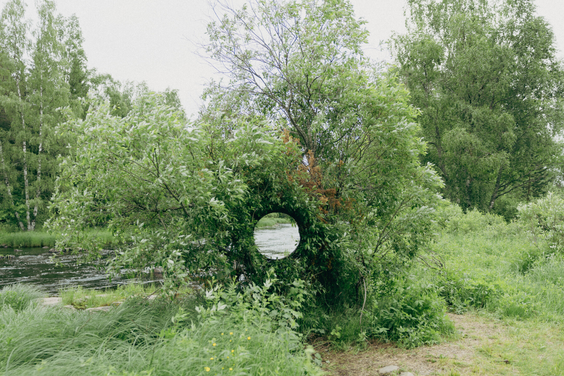 A circular opening woven into dense foliage forms part of Antti Laitinen’s You Are Here beside the Koitelinkoski rapids, with trees and river visible beyond.