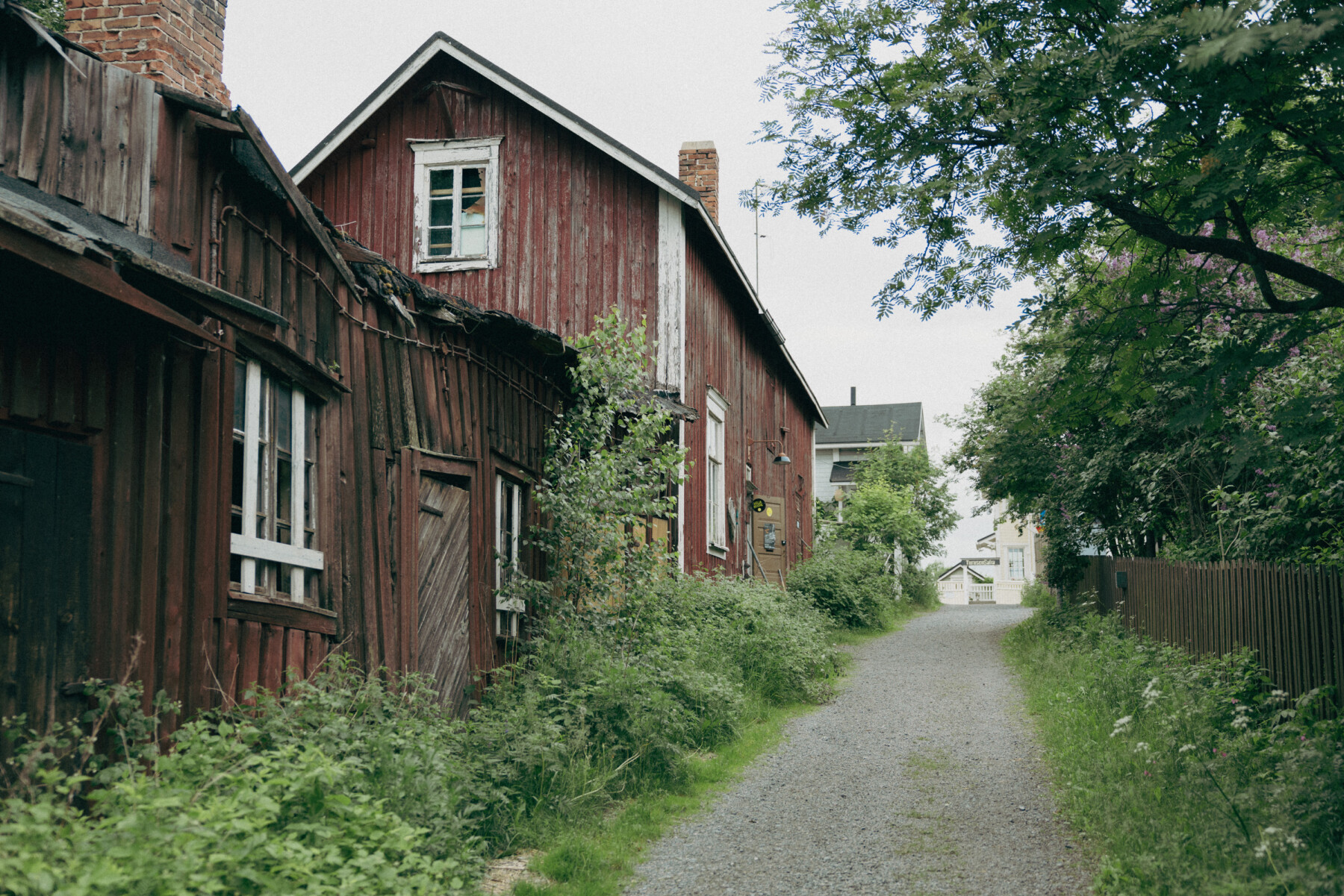 Historic red wooden houses line a narrow gravel lane in Pikisaari, with overgrown grass and trees bordering the street.