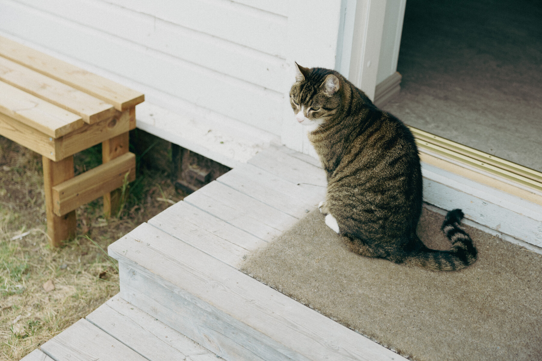 A tabby cat sits on the doorstep of Art Hub Pikisaari beside an open doorway, with white wooden steps and a small bench nearby.