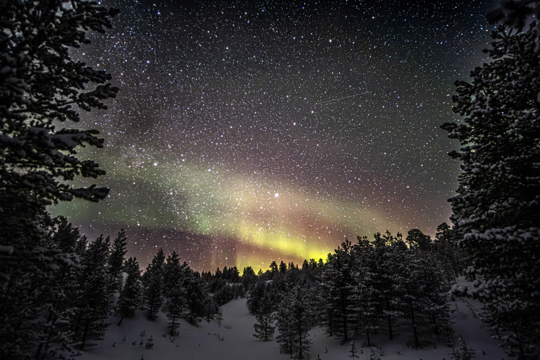 Streifen aus violettem, rosa und grünem Licht erstrecken sich über den dunklen Himmel über den verschneiten, sich als Silhouetten abzeichnenden Bäumen in Tapaninvainio, Finnland.